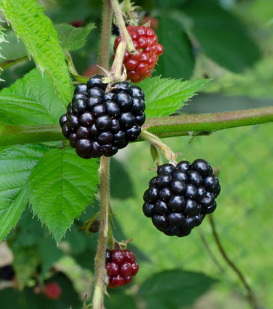 Blackberries on shrub in late summer with leaves