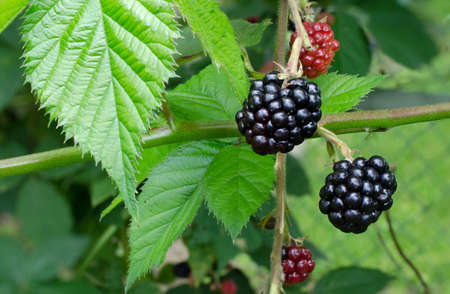 Blackberries on shrub in late summer with leavesの写真素材