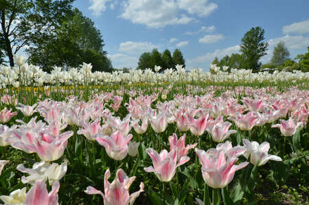 pink tulips in a field full of flowersの写真素材
