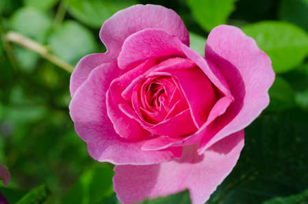 Red roses blossoms on the plant in the foregroundの写真素材