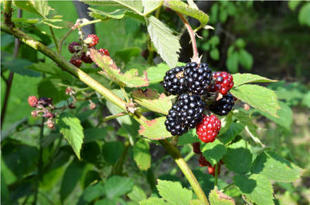 Blackberries on shrub in late summer with leavesの写真素材