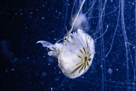 Compass Jellyfish, Chrysaora Hysoscella, Medusa de Compases Aquarium Photoの写真素材