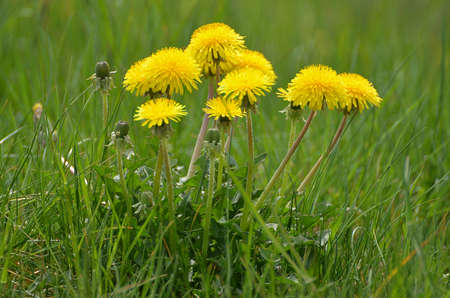 Yellow dandelions background of green spring meadows.の写真素材