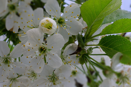 Cherry blossom in blue sky without blue clouds
