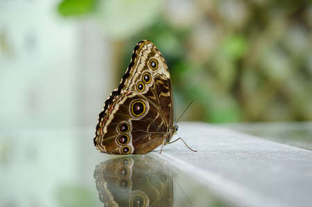 Sky butterfly blue morpho butterfly (Morpho peleides)の写真素材