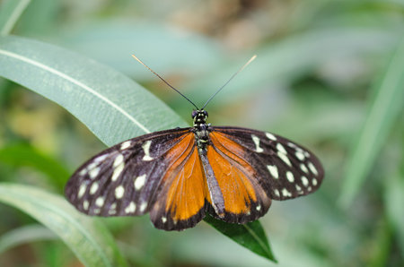 Golden Hekalen butterfly (Heliconius)