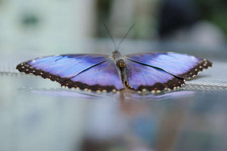 Sky butterfly blue morpho butterfly (Morpho peleides)の写真素材