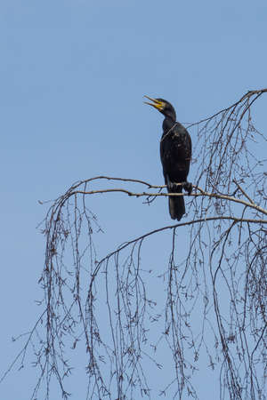 Great Blue Heron standing in front of the reed in the riverの写真素材