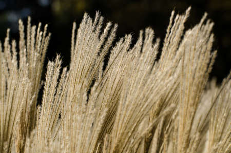 Yellow grass in the wind in autumnの写真素材
