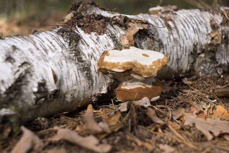 A tree fungus on a dead birch trunkの写真素材