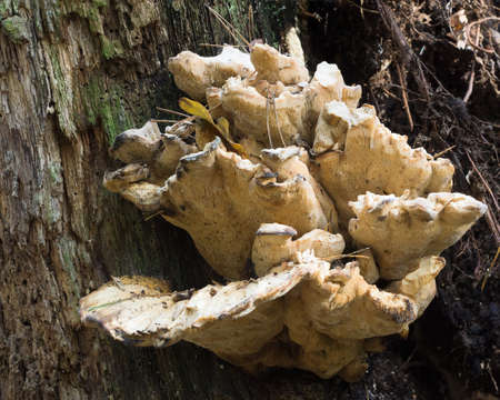 A tree fungus on a dead birch trunkの写真素材