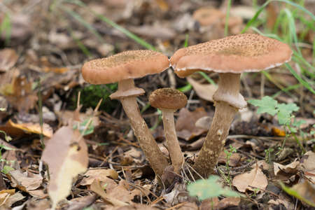 A group of mushrooms in the forest at the time of harvestingの写真素材