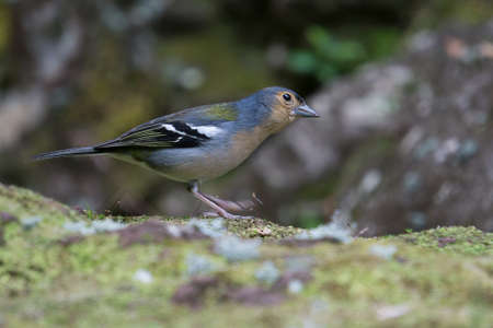 Chaffinch bird during Levada hike on Madeira island Portugalの写真素材