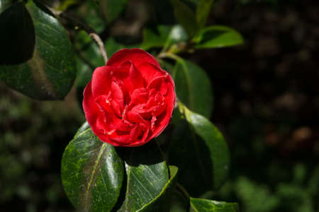 Camellia japonica, camellia, found in the botanical gardenの写真素材
