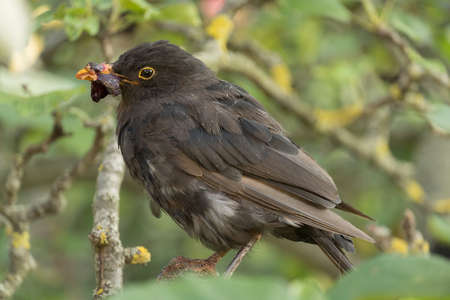 Blackbird in the tree with food in its beakの写真素材