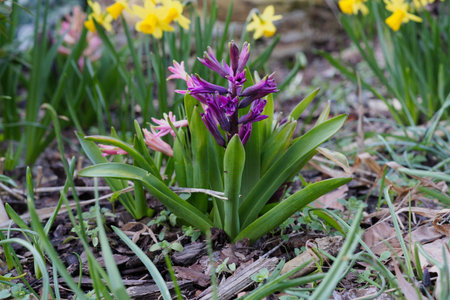 Purple hyacinth with yellow daffodils in the backgroundの写真素材