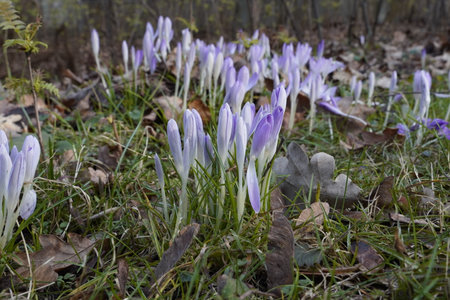 Purple crocuses blooming in early spring in the forestの写真素材