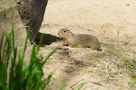 European ground squirrel (Spermophilus citellus) after hibernation warms up in the sunの写真素材