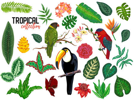 tropical collection with exotic flowers, leaves and birds.のイラスト素材