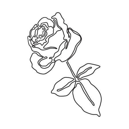 Vector illustration of beautiful rose flower drawn in black continuous lineのイラスト素材