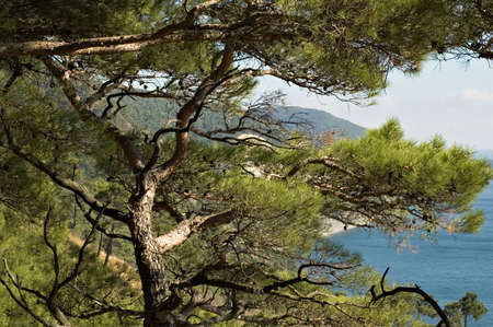 Sea coast on Black seaの写真素材