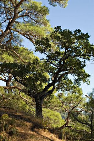 Sea coast on Black seaの写真素材
