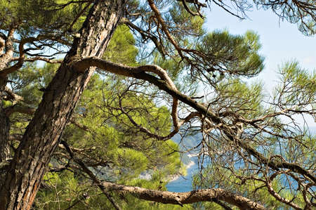 Sea coast on Black seaの写真素材