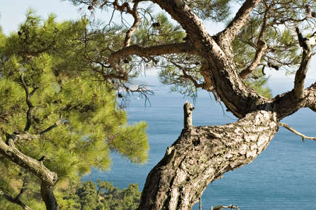 Sea coast on Black seaの写真素材