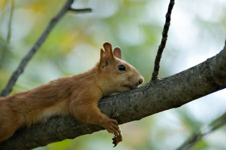 Fiber in a garden to prepare for winterの写真素材