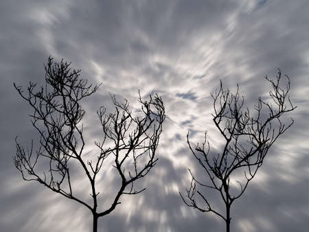 silhouette of two dead trees with motion dark storm clouds on scary sky backgroundの写真素材