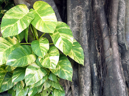 heart shape and green leaf white striped of devilâ€™s ivy climbing on tree, climber plants are...