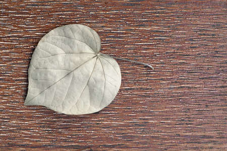 single heart shaped dry leaf on a rough brown concrete floor, close-up top view with copy spaceの写真素材