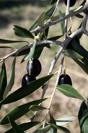 Olive branches with olivesの写真素材