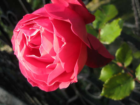 Macro of red rose and leavesの写真素材