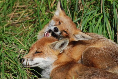 Two common red foxes playing in the summer sunshine.