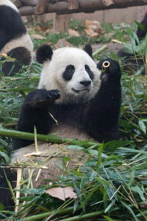 Panda In Bambooの写真素材