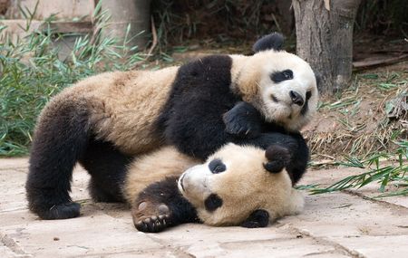Playfighting Pandasの写真素材