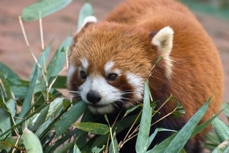 Red Pandaの写真素材