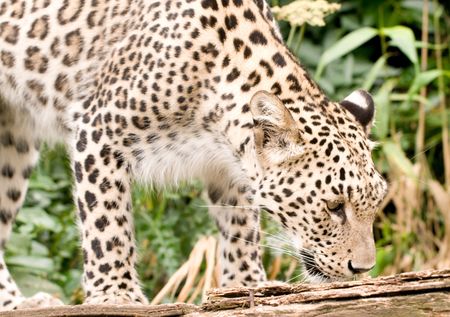 Persian Leopardの写真素材