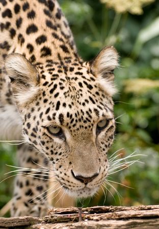 Persian Leopardの写真素材