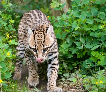 Ocelot Licking Lipsの写真素材