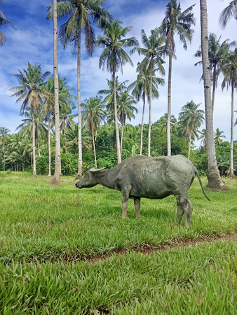 Coconut palm trees and water buffalo on a green meadow.の写真素材