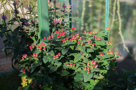St John's wort - Hypericum Hidcote bush in the garden in Poland on August.の写真素材
