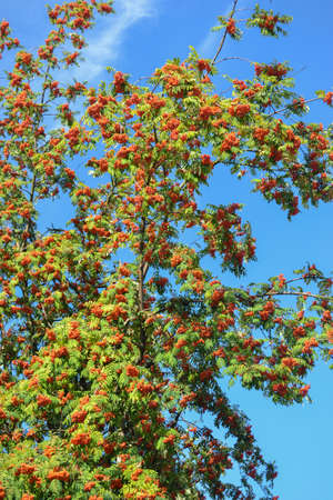 Rowan tree on the summer in Poland. Outdoor, August.の写真素材