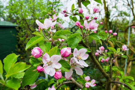 Apple tree bloom on spring in the garden in Poland.の写真素材