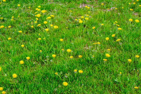Meadow with grass and marsh marigolds on spring in Poland.の写真素材