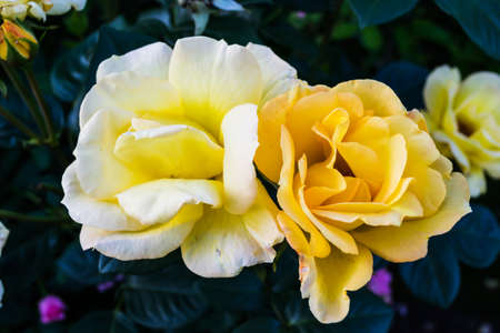 Roses in the garden in Poland on the summer.の写真素材