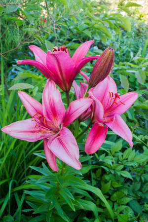 Lily flowers in the garden in Poland on the summer.の写真素材