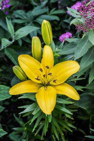 Yellow lily flower in the garden in Poland on the summer.の写真素材