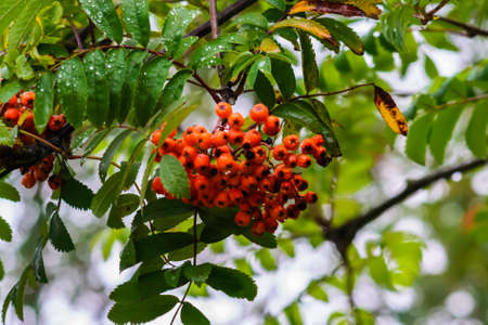 Rowanberry fruit hangs on the tree after rain.の写真素材